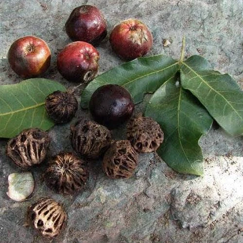 Burdekin Plum - Pleiogynium 3 Burdekin Plum - Pleiogynium