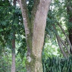 Burdekin Plum - Pleiogynium 24 Burdekin Plum - Pleiogynium -Green Plant Corner flickr wendy cutler burdekin plum bark