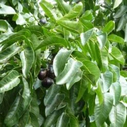 Burdekin Plum - Pleiogynium 17 Burdekin Plum - Pleiogynium -Green Plant Corner flickr wendy cutler burdekin plum fruits