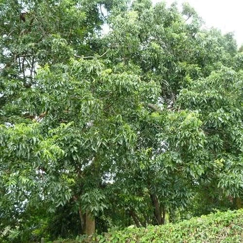 Burdekin Plum - Pleiogynium 12 Burdekin Plum - Pleiogynium - Image 10