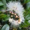 Syzygium Resilience - Lilly Pilly -Green Plant Corner flower 2 4