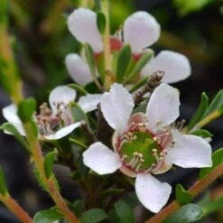 Leptospermum Liversidgei Mozzie Blocker 15 Leptospermum Liversidgei Mozzie Blocker -Green Plant Corner flowers 2