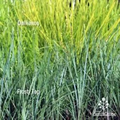 Lomandra Frosty Top -Green Plant Corner frosty top against dalliance 1