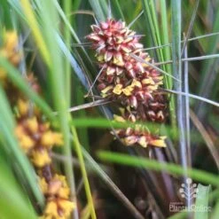 Lomandra Frosty Top -Green Plant Corner frosty top flower