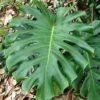 Monstera Deliciosa - Fruit Salad Plant, Swiss Cheese 1 Monstera Deliciosa - Fruit Salad Plant, Swiss Cheese -Green Plant Corner fruit salad plant monstera deliciosa