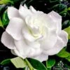 Gardenia True Love -Green Plant Corner gardenia true love 1