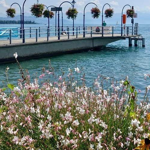 Gaura White 11 Gaura White - Image 9