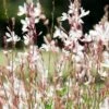 Gaura White 1 Gaura White -Green Plant Corner gaura white