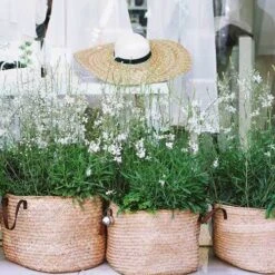 Gaura White 25 Gaura White -Green Plant Corner gaura white baskets