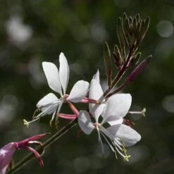 Gaura White 26 Gaura White -Green Plant Corner gaura white close