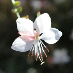 Gaura White 17 Gaura White -Green Plant Corner gaura white flower