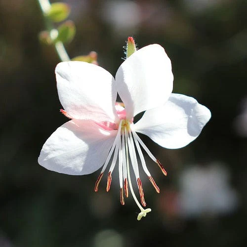 Gaura White 5 Gaura White - Image 3