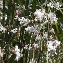 Gaura White 22 Gaura White -Green Plant Corner gaura white plants