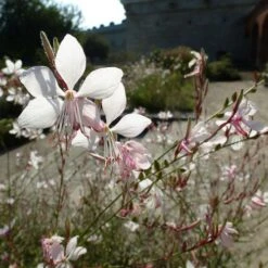 Gaura White 21 Gaura White -Green Plant Corner gaura white sunlit