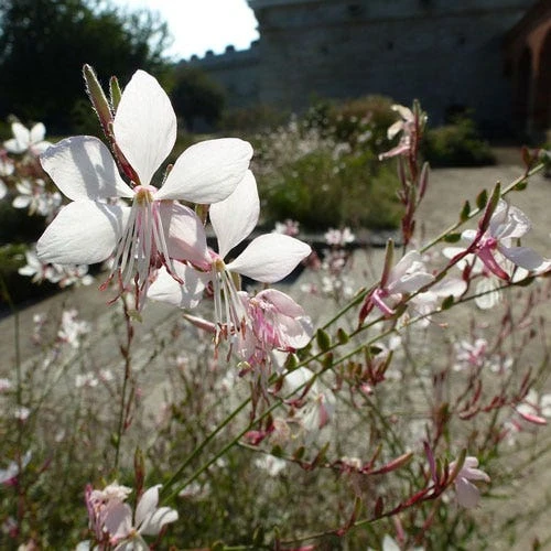 Gaura White 9 Gaura White - Image 7