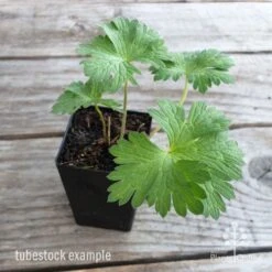 Geranium Rozanne -Green Plant Corner geranium rozanne tubestock