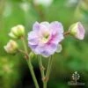Geranium Summer Skies -Green Plant Corner geranium summer skies closeup 2