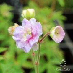 Geranium Summer Skies -Green Plant Corner geranium summer skies closeup