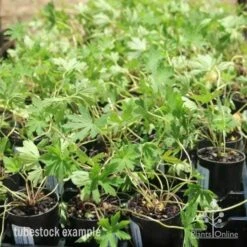 Geranium Summer Skies -Green Plant Corner geranium summer skies tubes 3