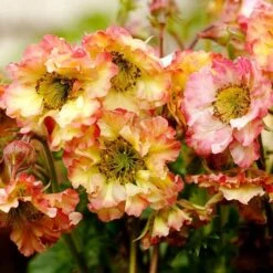 Geum Pretticoats Peach -Green Plant Corner geum pretticoats peach 1