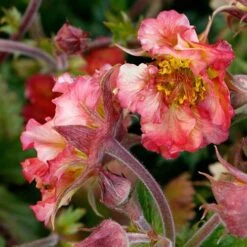 Geum Pretticoats Peach -Green Plant Corner geum pretticoats peach 3