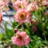 Geum Pretticoats Peach 2 Geum Pretticoats Peach -Green Plant Corner geum pretticoats peach 4