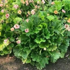 Geum Pretticoats Peach -Green Plant Corner geum pretticoats peach leaves