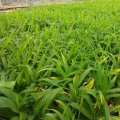 Zingiber - Edible Ginger 13 Zingiber - Edible Ginger -Green Plant Corner ginger plugs 500