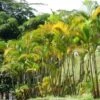 Golden Cane Palm - Dypsis -Green Plant Corner golden cane flickr alejandro bayer tamayo 500