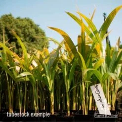 Golden Cane Palm - Dypsis -Green Plant Corner golden cane tube 2