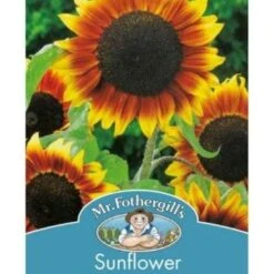 Sunflower Golden Prominence - Seed -Green Plant Corner golden prominence