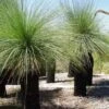 Xanthorrhoea - Grass Tree 2 Xanthorrhoea - Grass Tree -Green Plant Corner grass tree 500