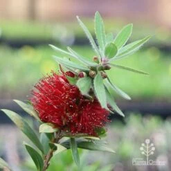 Callistemon Green John -Green Plant Corner green john flowering