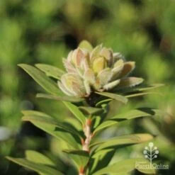 Callistemon Green John -Green Plant Corner green john new growth
