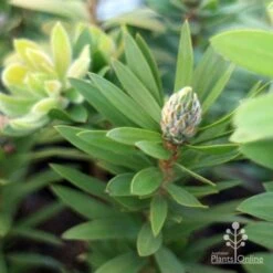 Callistemon Green John -Green Plant Corner green john new shoot