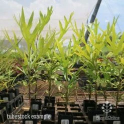 Grevillea Baileyana - Brown Silky Oak -Green Plant Corner grevillea brown silky oak tubes 1