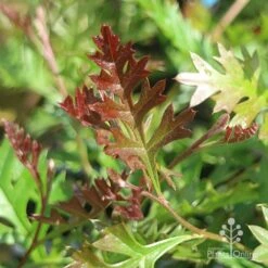 Grevillea Carpet Layer -Green Plant Corner grevillea carpet layer leaf