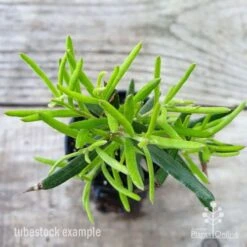 Grevillea Charlie's Angel -Green Plant Corner grevillea charlies angel leaf 1