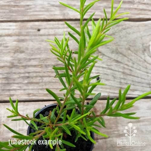 Grevillea Cherry Ripe 4 Grevillea Cherry Ripe - Image 2