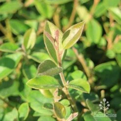 Grevillea Deua Flame -Green Plant Corner grevillea deua flame foliage