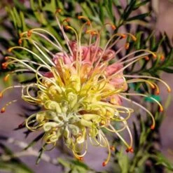 Grevillea Lemon Baby -Green Plant Corner grevillea for lemon baby