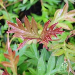 Grevillea Gaudichaudii -Green Plant Corner grevillea gaudi new leaf