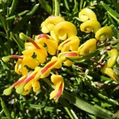 Grevillea Gold Rush -Green Plant Corner grevillea gold rush 500 1
