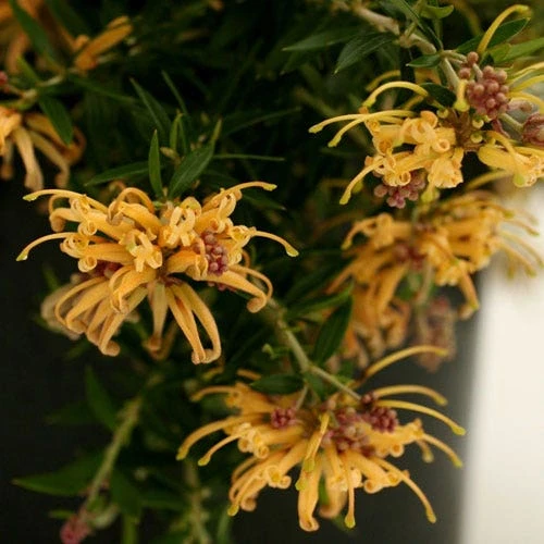 Grevillea Sunkissed 6 Grevillea Sunkissed - Image 4