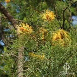 Grevillea Honey Gem -Green Plant Corner grevillea honey gem nursery