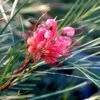 Grevillea Bon Accord -Green Plant Corner grevillea johnsonii flickr manuel m v 500