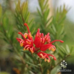 Grevillea Knockout -Green Plant Corner grevillea knockout flower