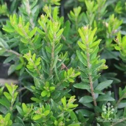 Grevillea Knockout -Green Plant Corner grevillea knockout foliage 1