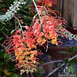 Grevillea Ned Kelly -Green Plant Corner grevillea ned kelly 1