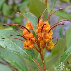 Grevillea Orange Marmalade 30 Grevillea Orange Marmalade -Green Plant Corner grevillea orange marmalade flower 1